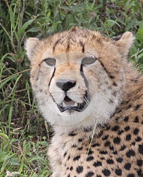 Close up Lone Cheetah in the Sarengeti, Tanazania