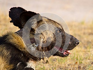 A close up of a lone collared Wild dog in Hwange National Park