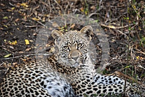 A close up of a lone leopard Panthera pardus in Mala Mala Game Reserve, Mpumalanga