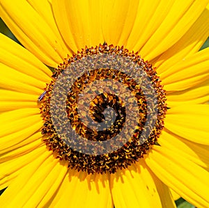 Close up Lone Sunflower disc florets with blurred background