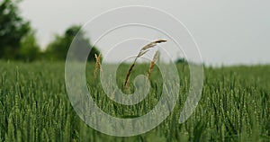 Close up of lonely dry stem of grass in a green field of unripe wheat