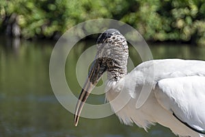 Close Up of a Long-Beaked Bird by a River