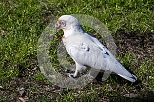 Close-up of a Long-billed Corella (Cacatua tenuirostris)