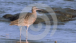 Close up of a Long-Billed Curlew in Costa Rica at sunrise