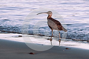 Close up of a Long-Billed Curlew in Costa Rica at sunrise