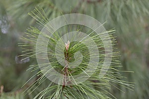 Close-up Long-coniferous pine. Pinus leiophylla Schiede ex Schltdl. Commonly known as the thin-leaved pine, it is a