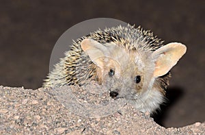 The close up of Long-eared hedgehog in desert