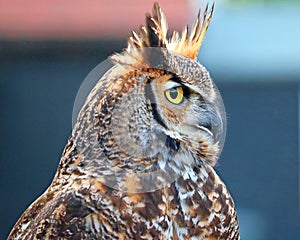 Close up of a long eared owl (Asio otus)