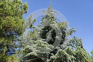 Close-up of long green needles Italian Stone pine Pinus pinea and blue needles Blue Atlas Cedar tree