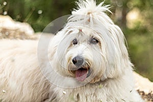 A close-up of a long hair white sheep dog, tongue hanging out. Its fur is long, soft, fluffy, and it is tied in a bow