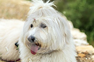 A close-up of a long hair white sheep dog, tongue hanging out. Its fur is long, soft, fluffy, and it is tied in a bow