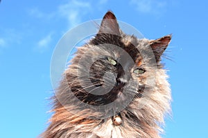 Close-up of a long-haired domestic cat