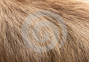 close up of a long haired fur