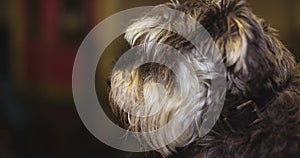 Close up of long haired grey and white pet dog looking away