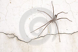 Long legged spider