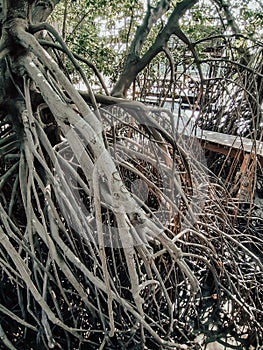 Close up of long mangrove tree roots