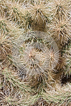 Close up of the long, sharp spines of a Cholla Cactus, Cylindropuntia bigelovii