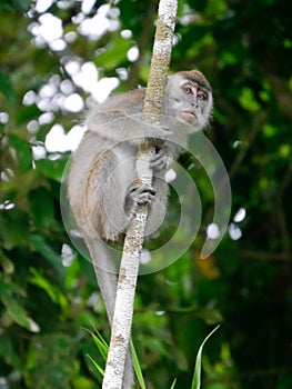 Close up of long tailed macaque in tree looking at camera, Borneo