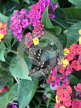 Close up of Long-tailed Skipper Butterfly Feeding on Lantana Flowers