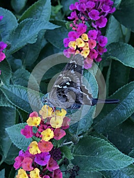 Close up of Long-tailed Skipper Butterfly Feeding on Lantana Flowers