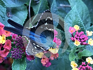 Close up of Long-tailed Skipper Butterfly Feeding on Lantana Flowers