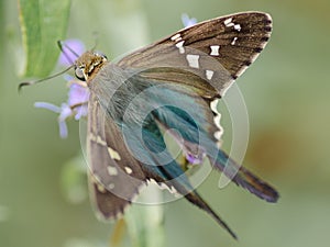 Close-up of a long-tailed skipper butterfly with its wings spread.