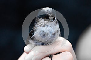 Close-up of a long-tailed tit in a bird ringing held with one hand photo