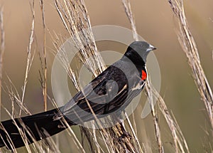 Close-up of Long-tailed Widowbird