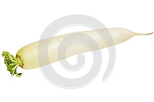 Close up of long white radish or daikon radish vegetable.