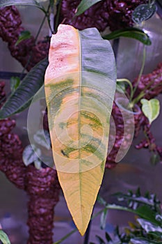 Close up of a long yellowing leaf of Anthurium Coriaceum San Juan