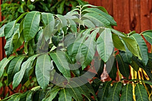 Close up of Longan fruit tree