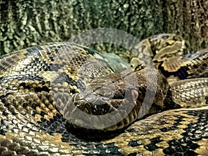 Close up of The longest snake in the world - Asian giant Reticulated Python. Quietly asleep, curled into a ring