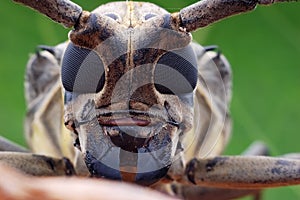 Longhorn beetle closeup