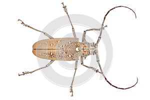 Close up of a Longhorn beetle ( Coleoptera-Cerambycidae )