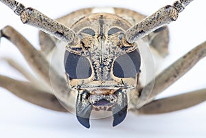 Close up of a Longhorn beetle ( Coleoptera-Cerambycidae ) photo