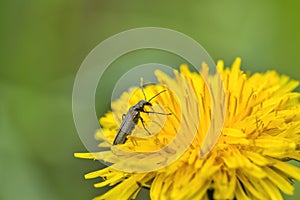 a close-up of a longhorn beetle, Oedemera virescens on a dandelion blossom in spring