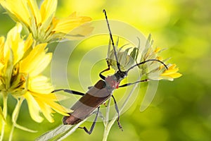 Close-up of Longhorn beetle on yellow flower on yellow-green background