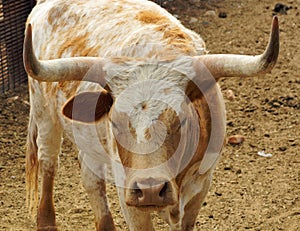 Close up of a longhorn cow