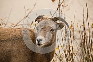 Close-up of a longhorn sheep somewhere in Canada