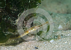 Close up of a Longsnout Pipefish Syngnathus temminckii