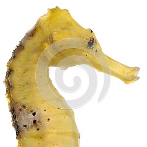 Close-up of Longsnout seahorse or Slender seahorse, Hippocampus reidi yellowish