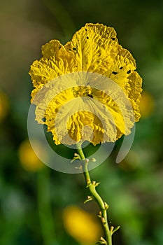 Close up Loofah luffa gourd yellow flower  on natural light