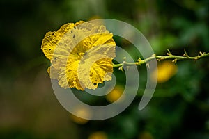 Close up Loofah luffa gourd yellow flower  on natural light