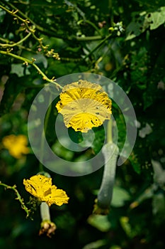 Close up Loofah luffa gourd yellow flower  on natural light