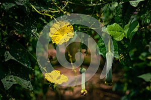 Close up Loofah luffa gourd yellow flower  on natural light