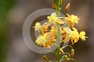 Close-up look of the Bulbine frutescens Wild. flowers