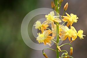 Close-up look of the Bulbine frutescens Wild. flowers