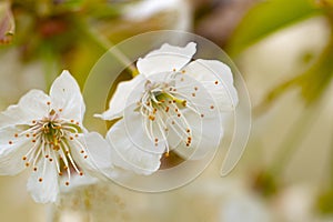 Close up look on cherry blossom from top down