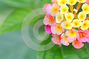 close-up look of the colorful Lantana camara flower