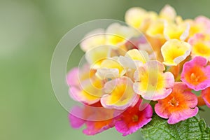 close-up look of the colorful Lantana camara flower photo
